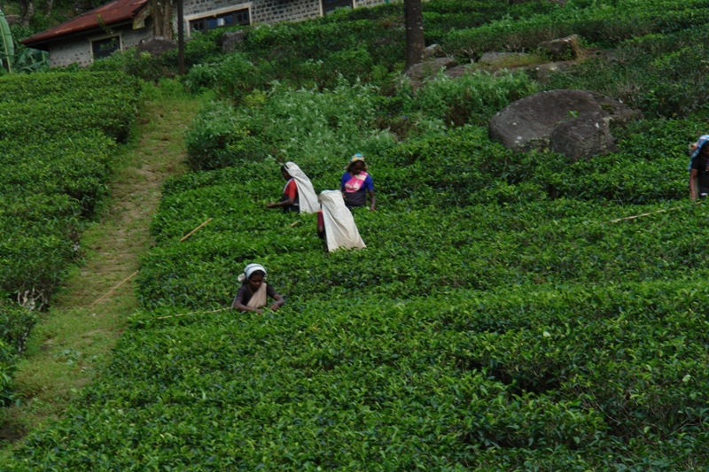   –    -,   (Nuwara Eliya - tea pluckers at work, Sri-Lanka)